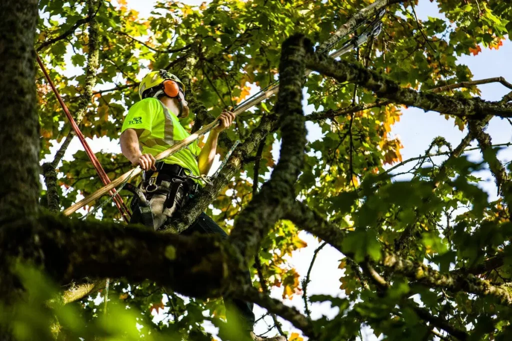 tree removal central coast