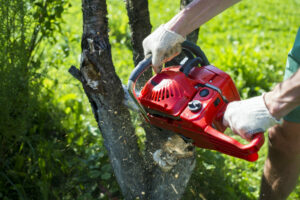 tree removal central coast