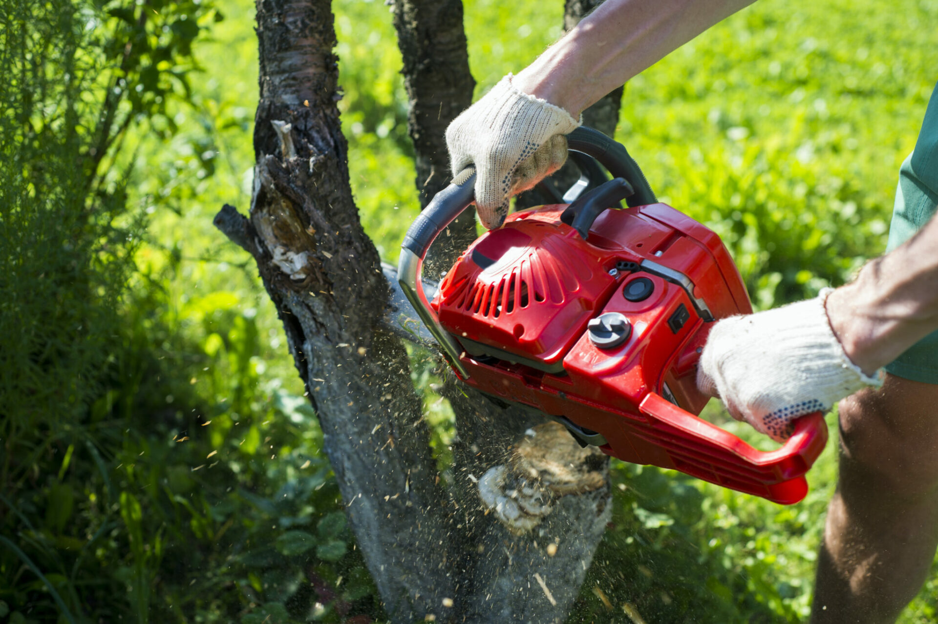 Top Reasons to Choose Tree Removal Central Coast