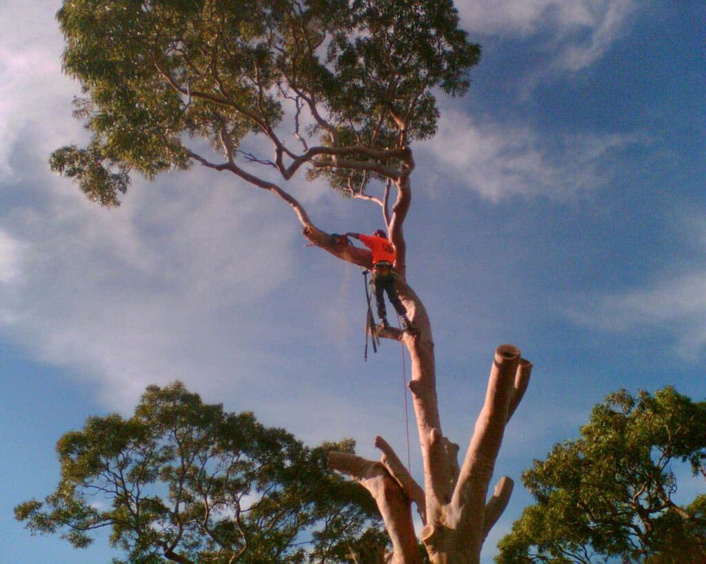 tree removal central coast