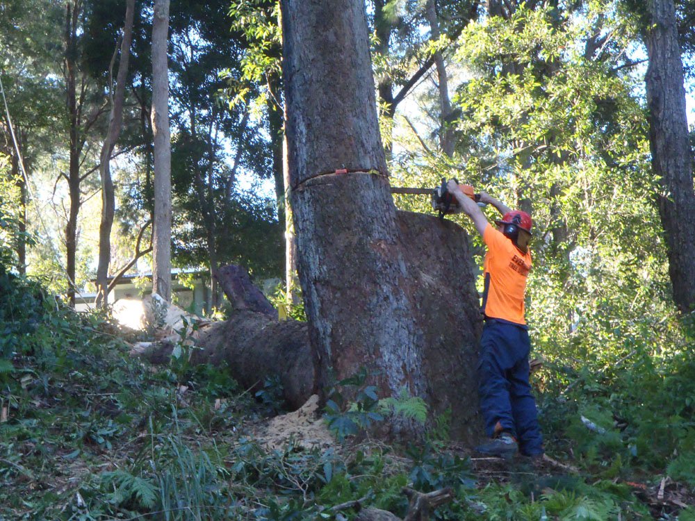 tree removal central coast