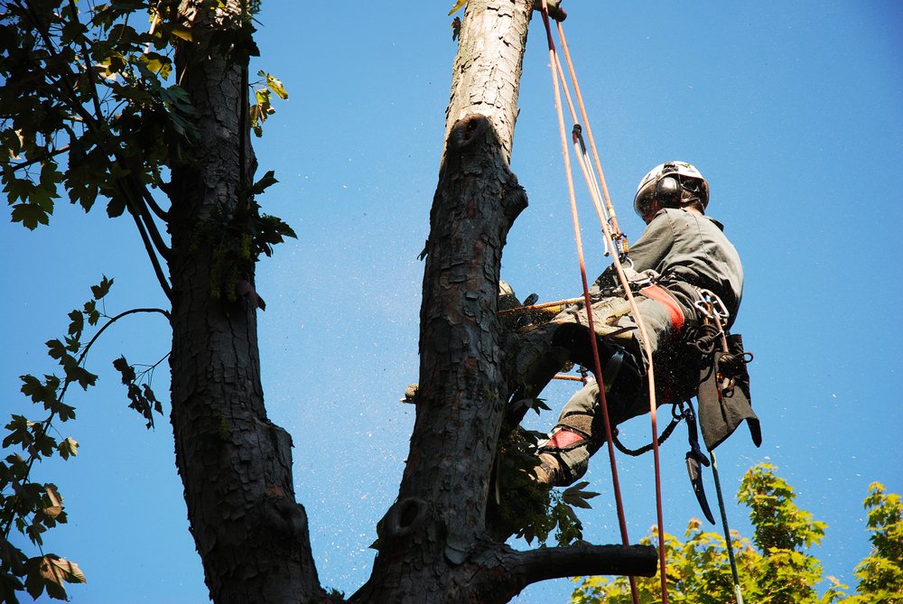 tree removal central coast