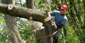 tree removal central coast