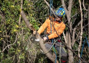 tree lopping