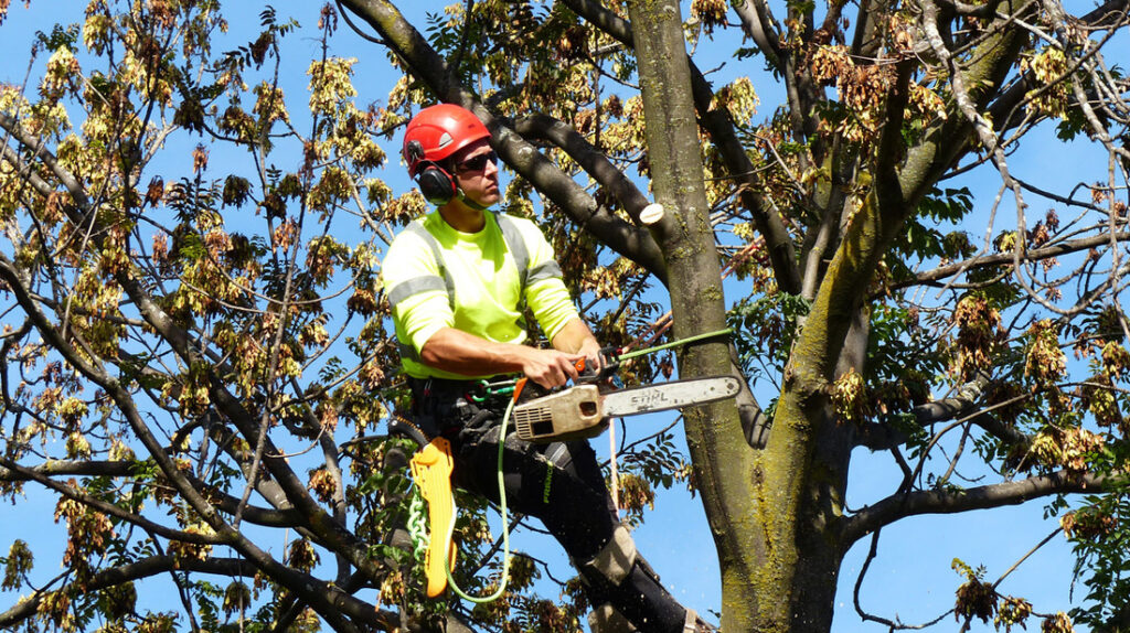 tree removal