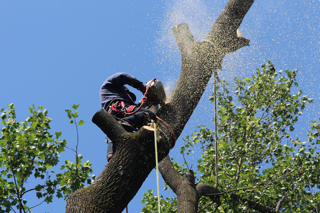 tree services