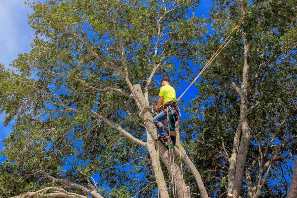 tree services