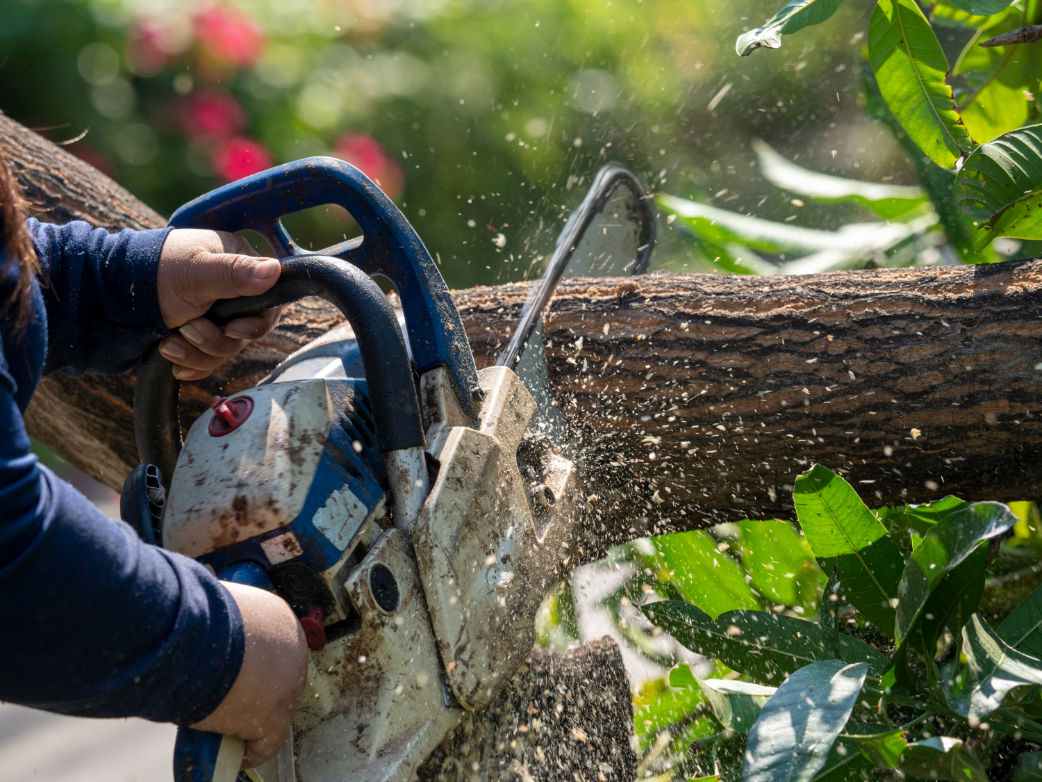 Top 5 Tree Services Near Me: Protecting Your Home and Garden