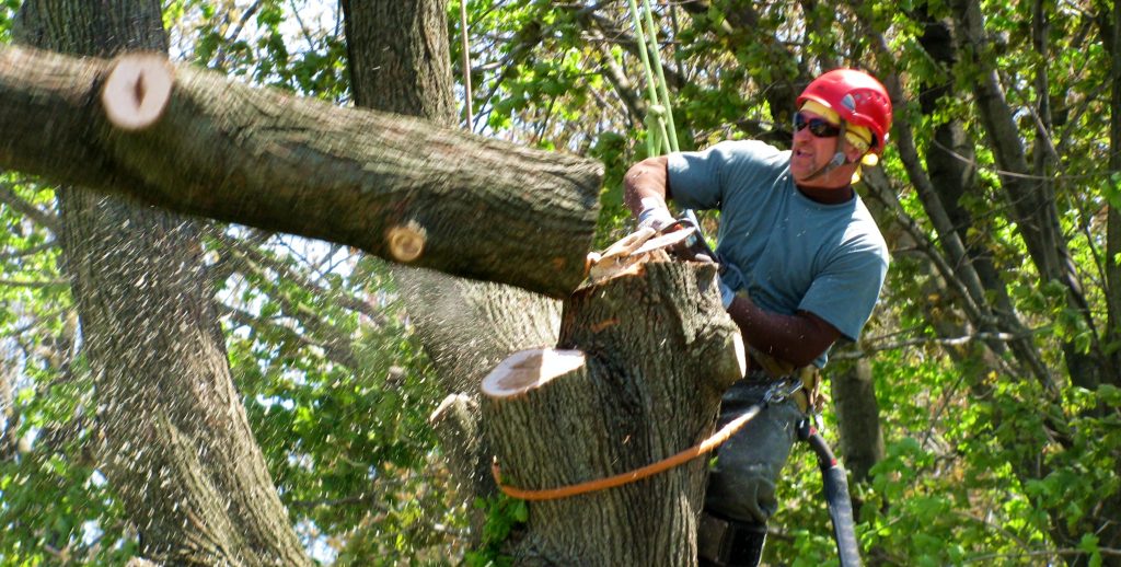 tree lopping