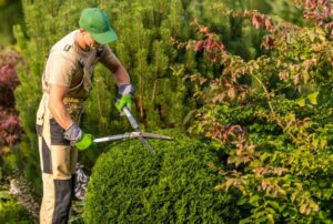 hedge shaping