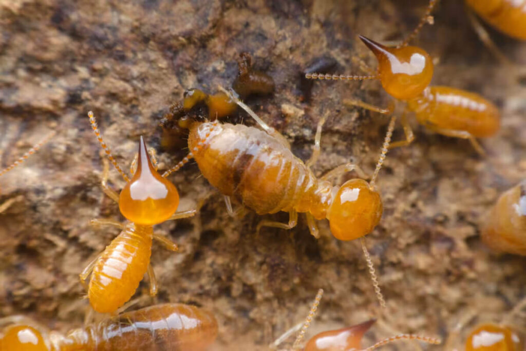 Termite Pest Control Sydney