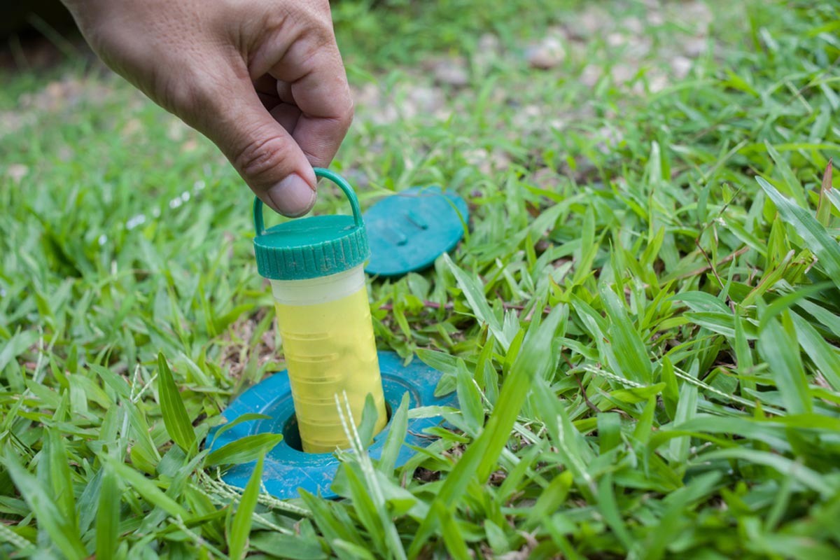 Exploring Termite Protection in Sydney: Tips for Homeowners