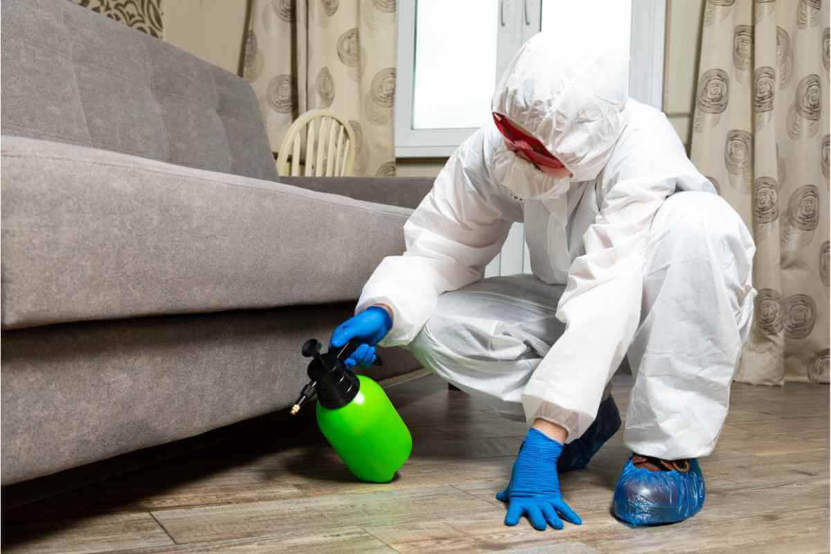 Termite Pest Control Sydney: Solving Infestations Before They Spread