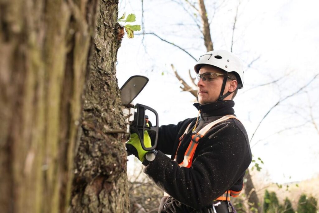 project arborist sydney