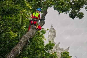 project arborist sydney
