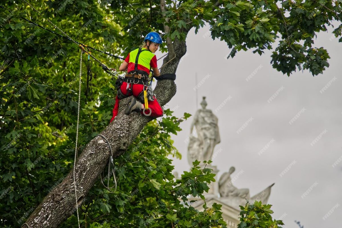 Project Arborist Sydney: Managing Large Tree Projects